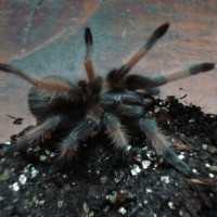 Brachypelma emilia 1 1/2"F