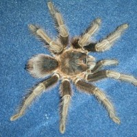 Phormictopus cancerides