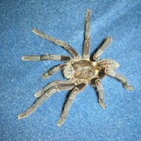 Haplopelma Longipes