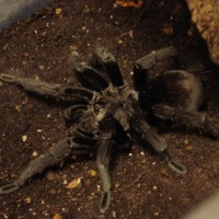 Grammostola pulchra Mature Male