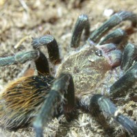 Thrixopelma pruriens