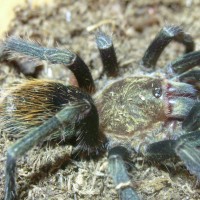 Thrixopelma pruriens