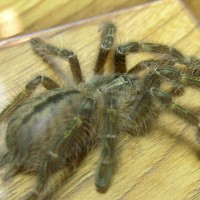 Poecilotheria rufilata