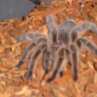 my G.rosea