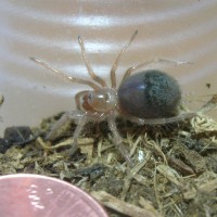 Grammostola aureostriata