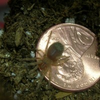 Brachypelma emilia