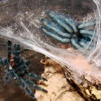 A. versicolor