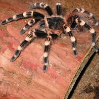 Acanthoscurria geniculata