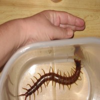 9 inch Scolopendra Alternans (Key Largo, FL)