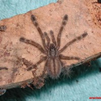 Poecilotheria subfusca