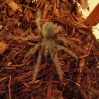 This my Romulus, it molted last Friday morning.