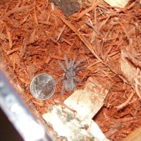 This my Romulus, it molted last Friday morning.