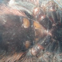 my friend´s avicularia avicularia