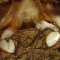 Epiandrous fusillae male or female？
