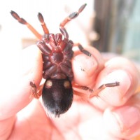 Brachypelma boehmei2