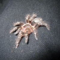 Tillie, the G. aureostriata