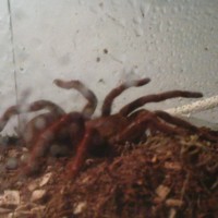 mavis my 3inch c.crawshyi