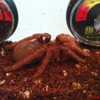 mavis my 3inch c.crawshyi