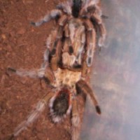 P.paravula