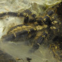 Poecilotheria metallica