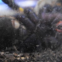 Poecilotheria metallica