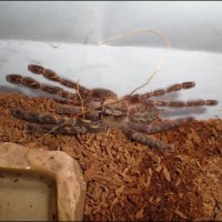 P ornata juvi