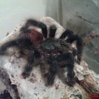 my new a.avicularia
