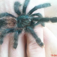 my new a.avicularia