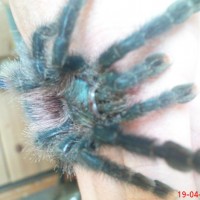 my new a.avicularia