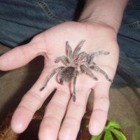 Grammostola rosea