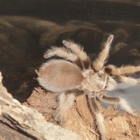 Aphonopelma sp. New River