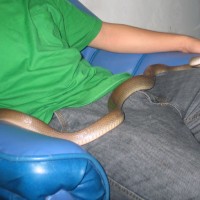 philippine brown rat snake