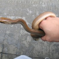 ratsnake2