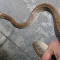 ratsnake3