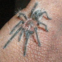 Grammostola grossa