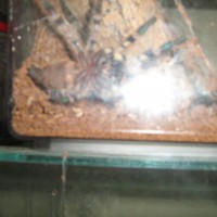 P. Regalis Sexing