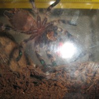 Help Me To Sex This P. Regalis