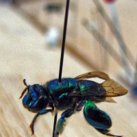 Orchid Bee from Peru