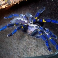 Poecilotheria metallica, mature female