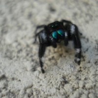 What is this sp. Jumping Spider?