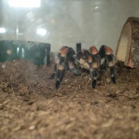 B. Smithi first meal post-molt