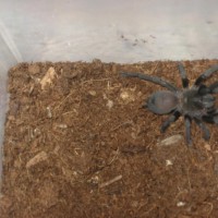 Aphonopelma possible reversum