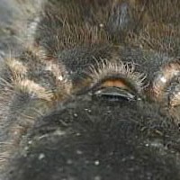 acanthoscurria geniculata female?