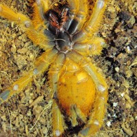 P murinus