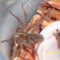 Wolf Spider