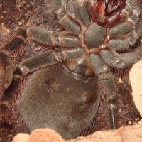 Pamphobeteus platyomma male or female?