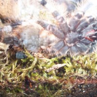 Poecilotheria miranda