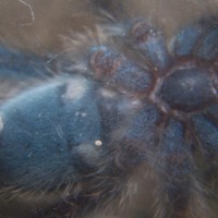 a. versicolor