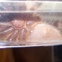 p. regalis