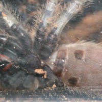 poecilotheria pederseni